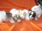 Wunderhübsche Deutsche Widder Babys suchen
