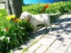 Labrador Retriever Welpen