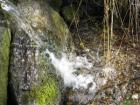 Biologische Algen. - und Mückenbekämpfung für Schwimm. - und Gartenteiche