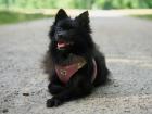 BELLADONNA - Kleinspitz - 4 Jahre 8 Monate - Tierhilfe Franken e. V.