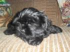 Shih Tzu Welpen