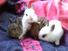 4 Süße Zwergkaninchenbabys abzugeben