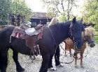 Reitbeteiligung auf Friesenmix und Fellpony gesucht