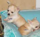 Chihuahuawelpen aus Weltsiegerverpaarung