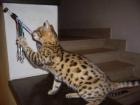 2 Katzen zu verkaufen. Geburtsdatum 03. 10. 2022