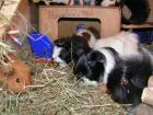Meerschweinchen Notstation Vermittlung/Aufnahme