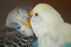 Nettes informatives Sittich Vogel Forum
