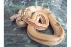 0. 1 boa c. i. salmon striped