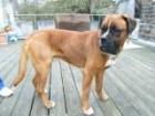 Lieber großer Boxermix sucht Menschen für immer
