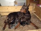 Dobermannwelpen schwarz braun blau mit FCI Ahnentafel aus Tschechien