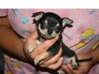 Chihuahua welpen