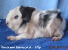 Cuys-Riesenmeerschweinchen Weibchen und Böckchen
