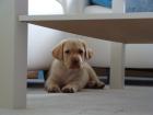 Labrador- Welpe