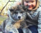 Akita Inu Welpe