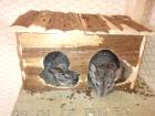 Chinchilla Pärchen abzugeben