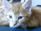 Achtung an Maine Coon Liebhaber. Wunerschöne Kätzchen red tabby