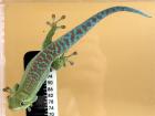 Phelsuma b. borbonica NZ 2022 abzugeben