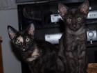 OKH Kitten