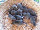Rattenbabys in Agouti Ende April abzugeben nähe Siegburg