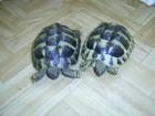 Testudo Hermani griechische Landschildkröte abzugeben