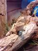 Suchen dringend 0. 2 Pogona henrylawsoni Zwergbartagamenweibchen