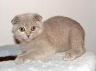 Bildhübsches sehr verschmustes Scottish Fold Baby in Lilac