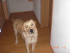 7 monat reinrassiger golden retriever abzugeben