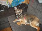 Greta sucht liebevolles zuhause