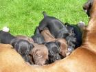 Rhodesian Ridgeback/Weimaraner Welpen Ridgeraner