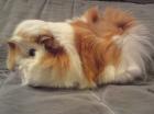 Meerschweinchenzucht hat Baby Kastrat abzugeben