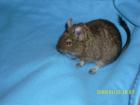 Futtertiere