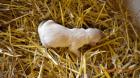 Wir erwarten Golden Retriever Baby s. -