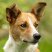 BONITOS - Mischling - 5 Jahre - Tierhilfe-Franken e. V.