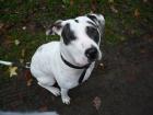 Dobo-Argentino-Stefford-Mischling