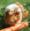 MÄXCHEN - Meerschweinchen - 5 Jahre - Tierhilfe-Franken e. V.