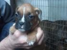 Reinrassige Boxerwelpen