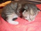 Blindes langhaar Katzenmädchen sucht ab mitte Juni liebes Zuhause.