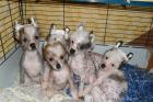 6 nackte Welpen Chinese Crested Dog