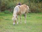 Dt. Reitpony-Mix Hengst 1 5 Jahre