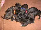 Reinrassige Deutsche Doggen Welpen suche ein neuen Wirkungskreis.