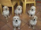 Golden Retriever-Welpen hervorragend sozialisiert