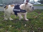 Englische bulldogge wegen trennung abzugeben