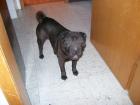 Junger gut erzogener reinrassiger Shar-Pei Rüde sucht nettes zu Hause