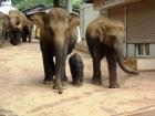 Sri Lanka Unser Top Angebot für den 2022 Sommer / Winterferien