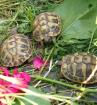 Griechische Landschildkrötenbabys Thb