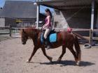 Welsh Cob Stute sucht zuverlässige Reitbeteiligung Simmern Hunsrück Kümbdchen