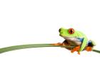 Www. frosch-anzeigen. de der Anzeigenmarkt für Frösche