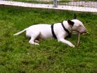 Bullterrierhündin in liebevolle Hände zu geben Dringend