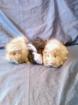 3 süße Meerschweinchen abzugeben. 2 Mädchen und 1 Junge kasstriert.