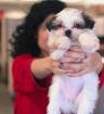 Super süße shih tzu welpen Männchen und Weibchen